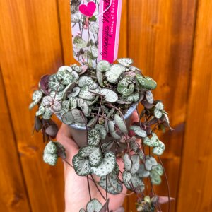 Lampášik (Ceropegia woodii) ´SILVER GLORY´ - výška 20-25 cm, kont. P9